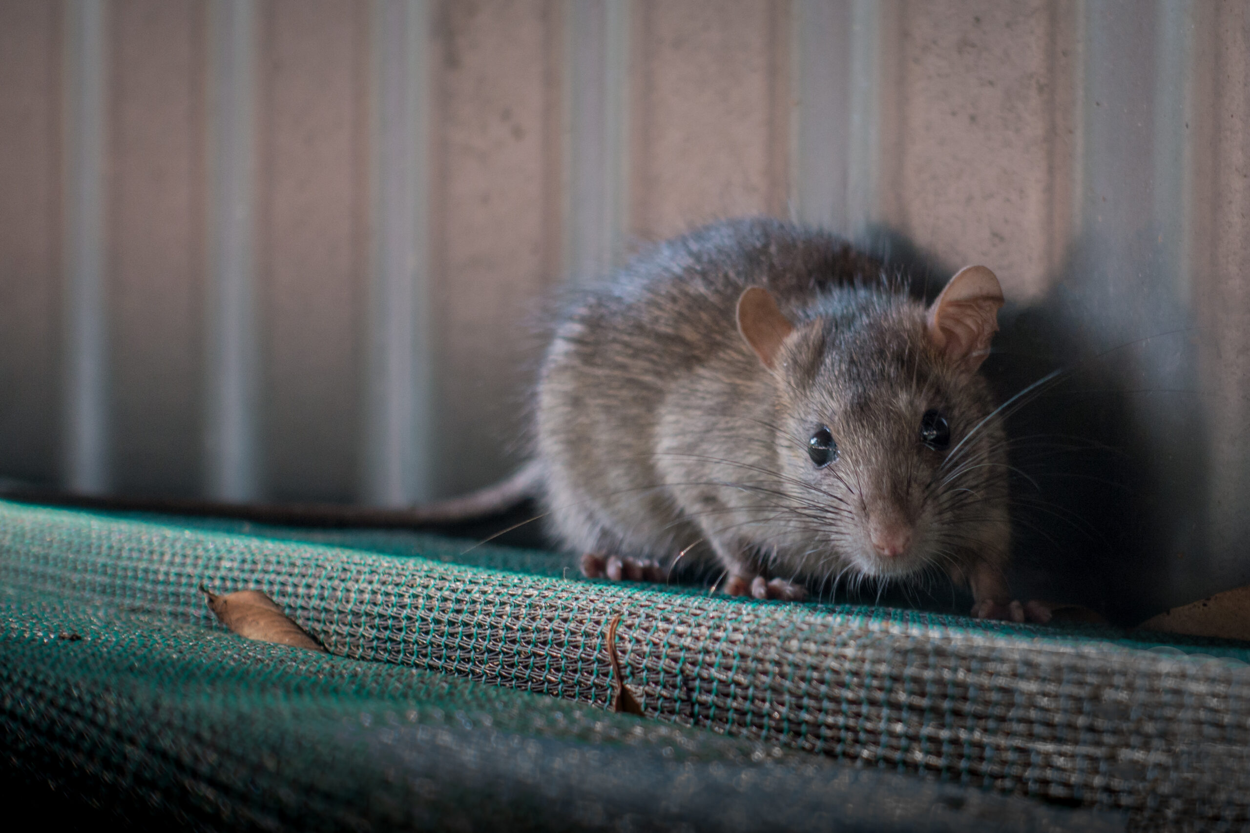 Bruine rat bestrijden? Bel Kik!