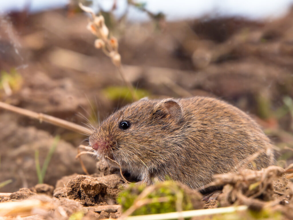 De veldmuis is een beschermde diersoort. Kik Ongediertebestrijding helpt om de veldmuis te weren of om nestkasten in te zetten