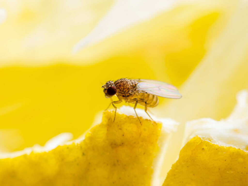 fruitvliegjes komen af op voedsel. Zorg dat voedsel altijd afgesloten wordt opgeslagen. Neem contact op als professionele bestrijding van fruitvliegjes nodig is.