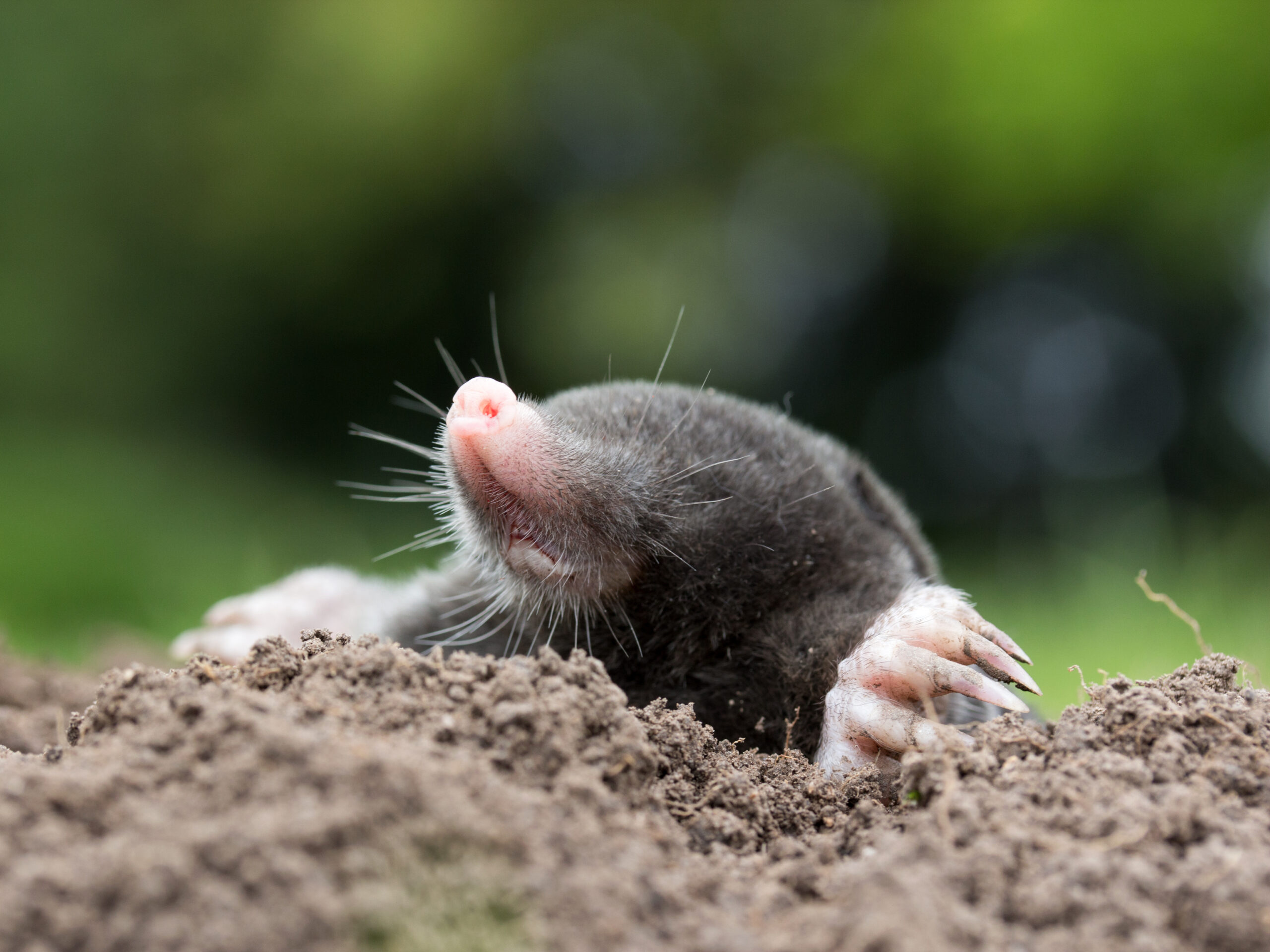 last van een mollenplaag? Laat mollen bestrijden of verjagen