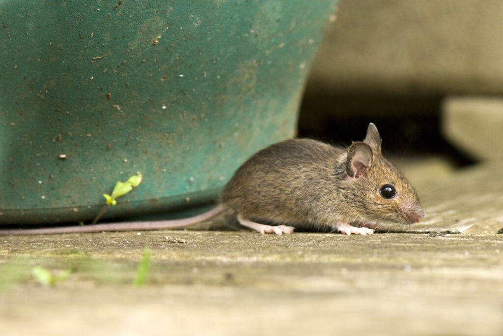 Laat muizen op tijd bestrijden om een hardnekkige muizenplaag te voorkomen