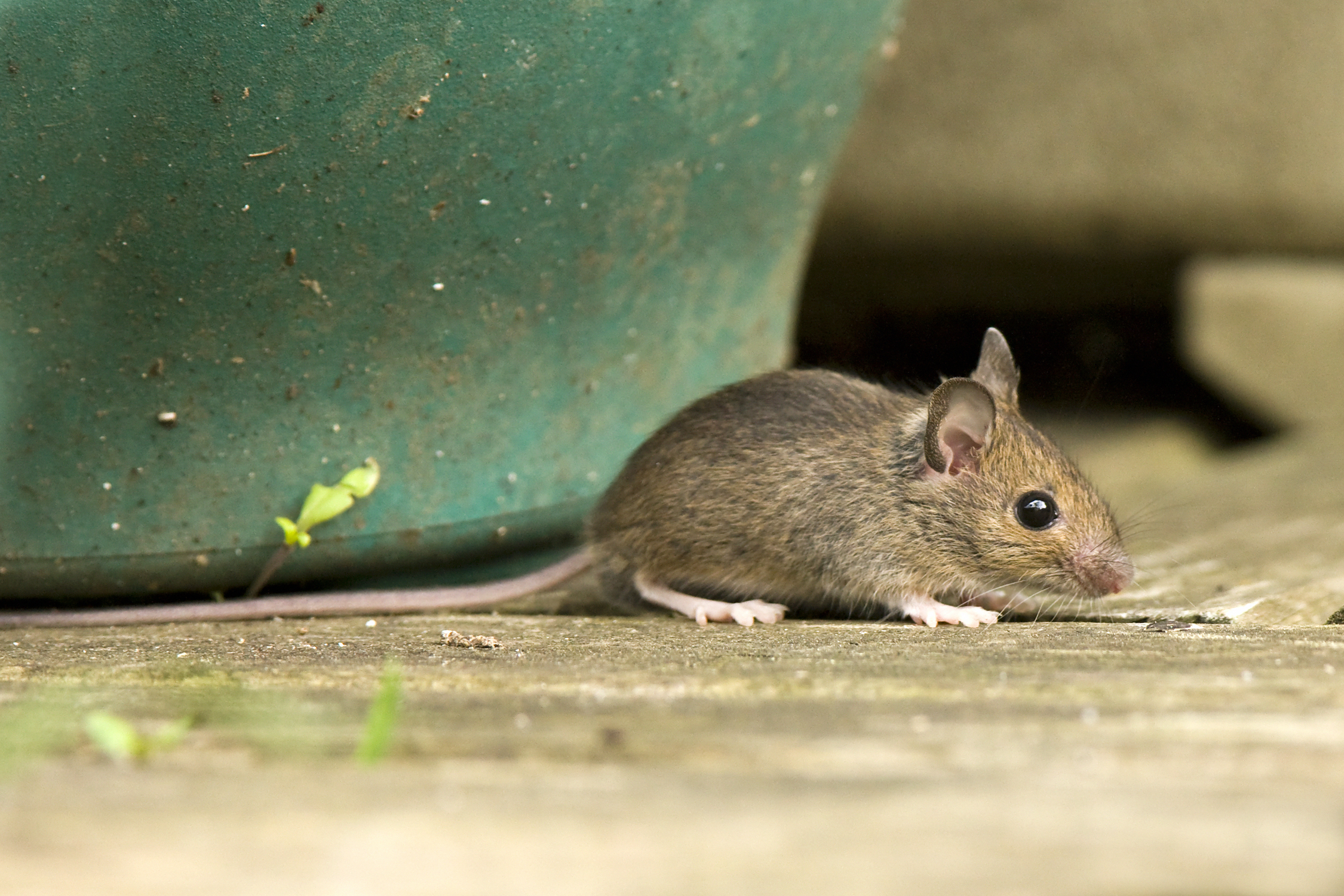 Laat muizen op tijd bestrijden om een hardnekkige muizenplaag te voorkomen