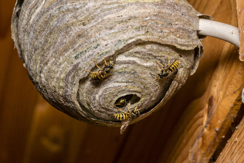 het bestrijden van wespen bestaat uit het weghalen van het nest