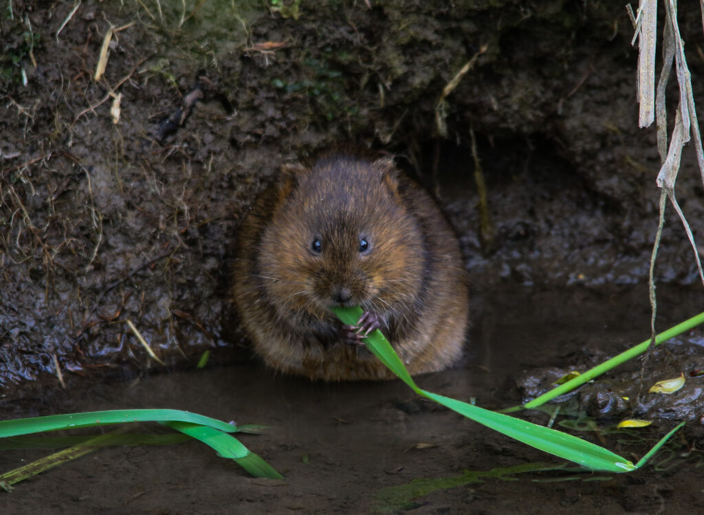 woelrat