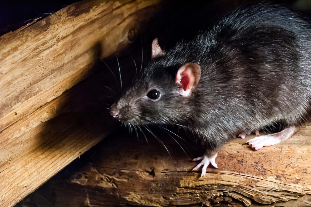 Zwarte rat bestrijden? Bel Kik!