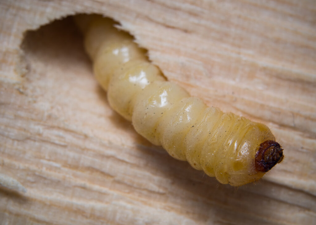 houtworm kan houten constructies ernstig aantasten