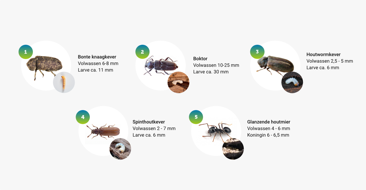 houtaantastende insecten - ook wel houtaantasters genoed - bekijken en vergelijken in één duidelijk overzicht. Vergelijk de boktor, bonte knaagkever, houtwormkever, spinthoutkever en glanzende houtmier.