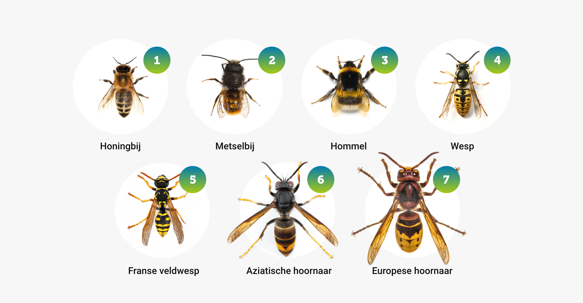 Illustratie om verschillende soorten wespen te vergelijken
