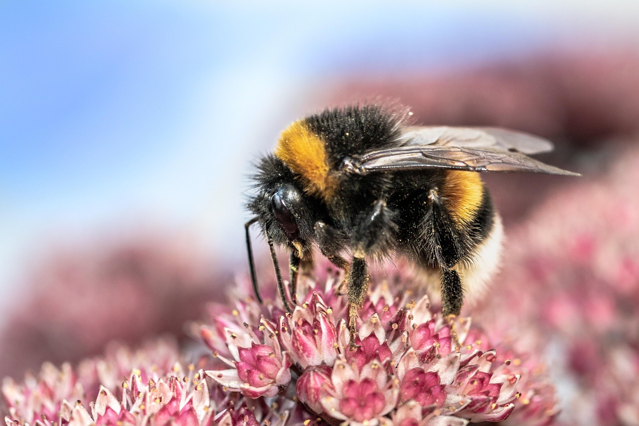 hommel